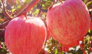 烟台红富士 烟台红富士