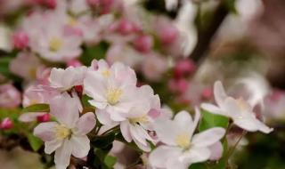 颐和园开启限流 颐和园开启限流
