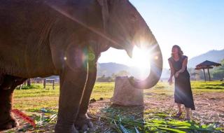 疯狂猜成语大象和人